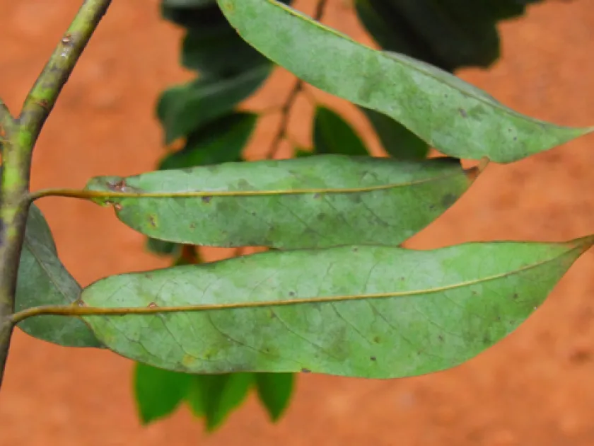 Cleistopholis glauca