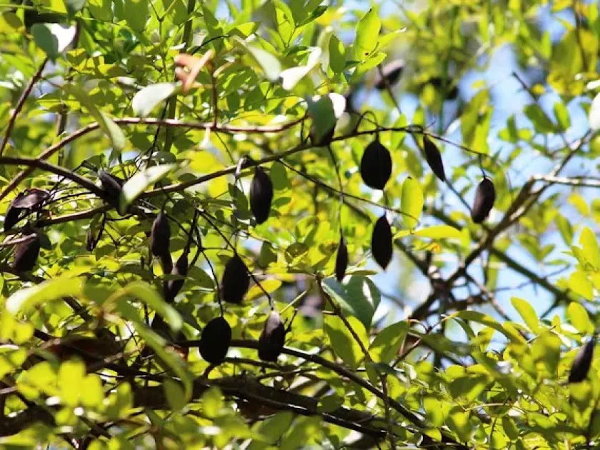 Cynometra inaequifolia
