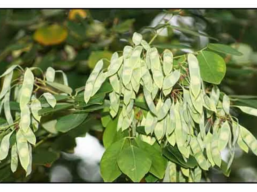 Dalbergia cochinchinensis