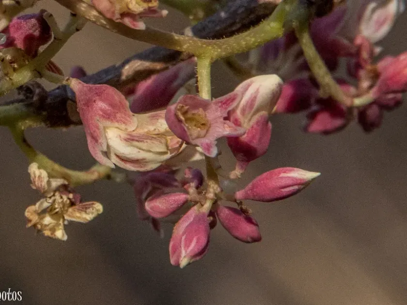 Dalbergia pervillei