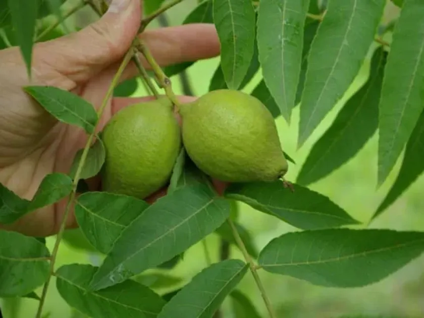 Arizona Walnut and Common Walnut Hybrid