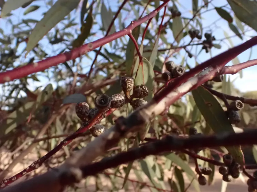 Eucalyptus dumosa