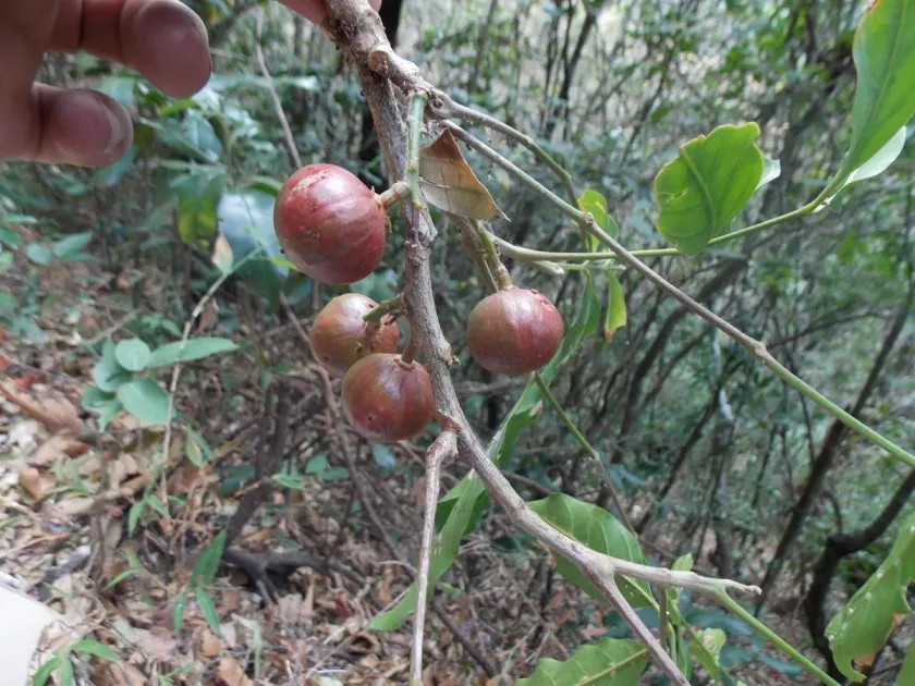 Guarea glabra