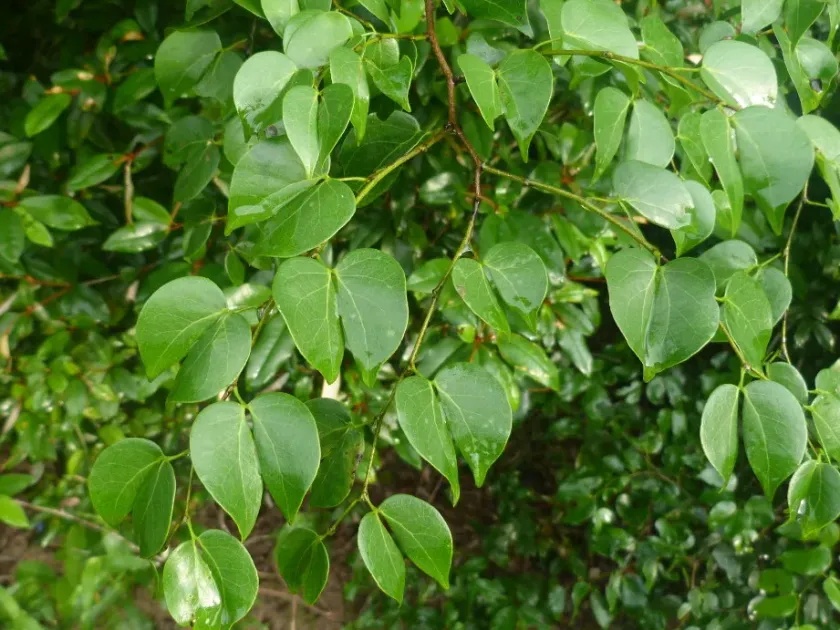 Guibourtia schliebenii