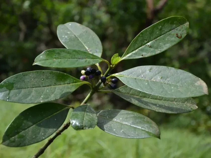 Craterispermum laurinum