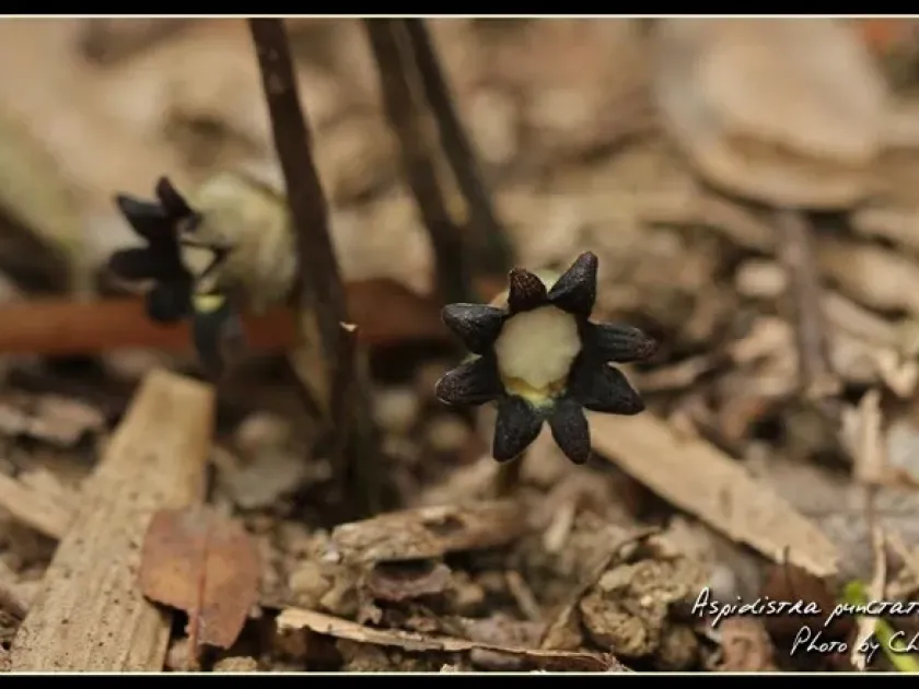 Aspidistra punctata