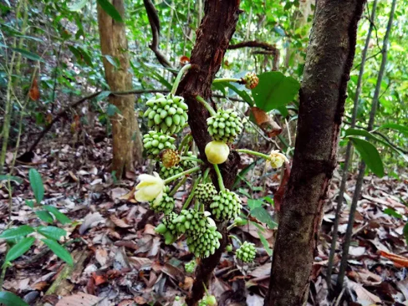Kadsura scandens