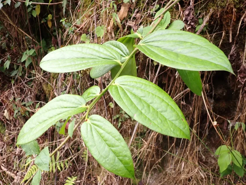 Smilax purhampuy