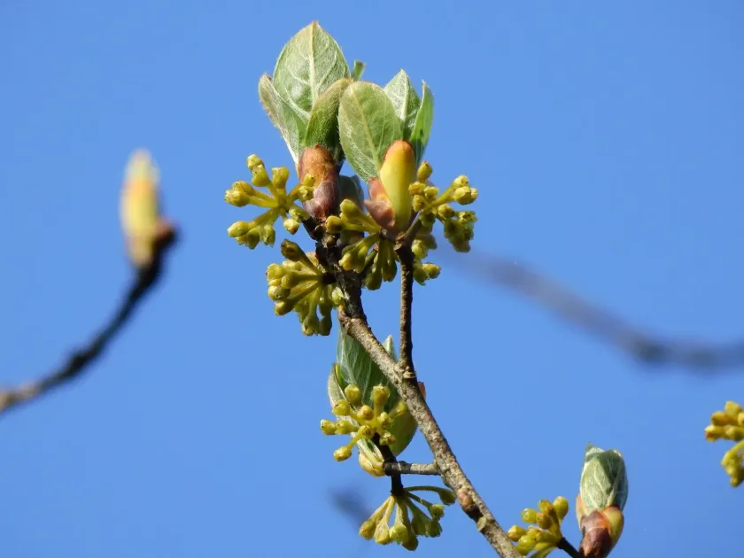 Lindera erythrocarpa
