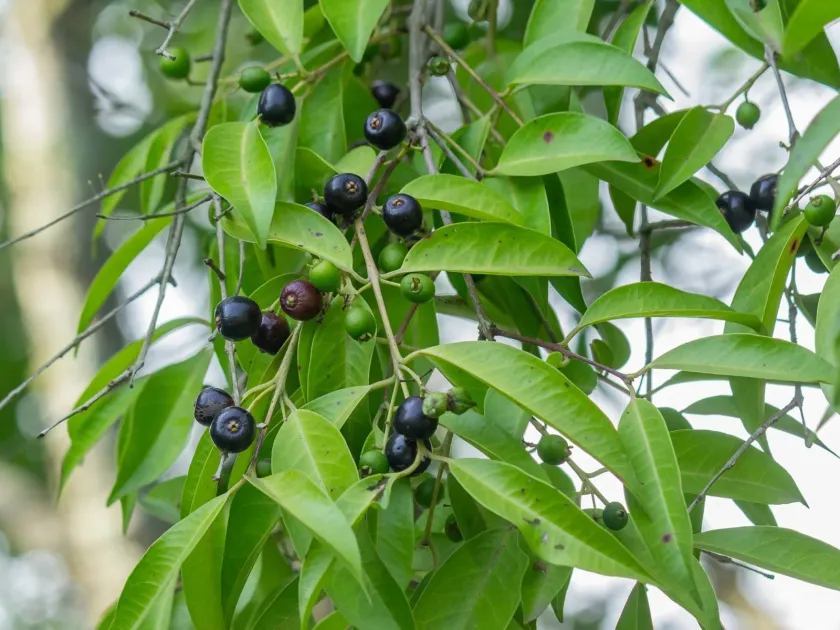 Eugenia florida