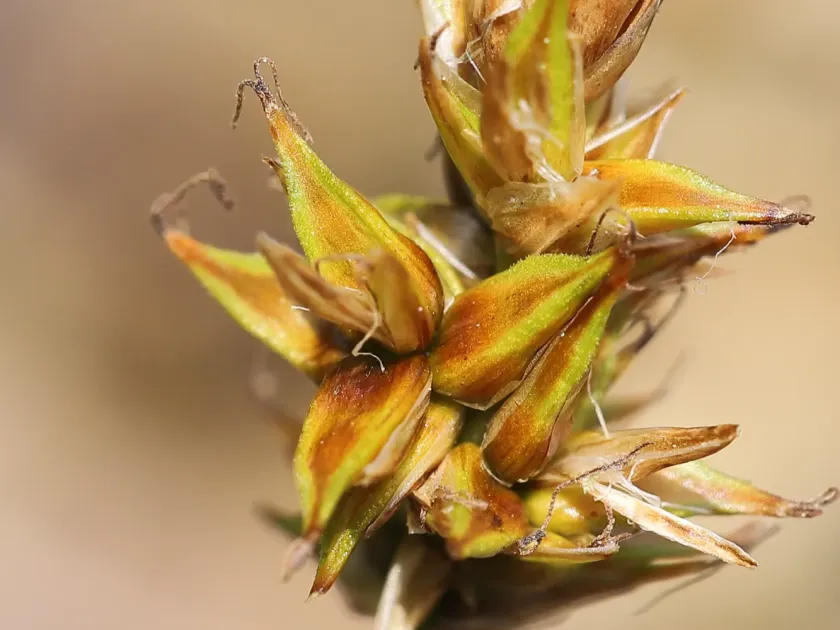 Sand sedge