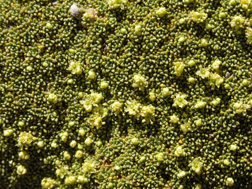 Azorella compacta