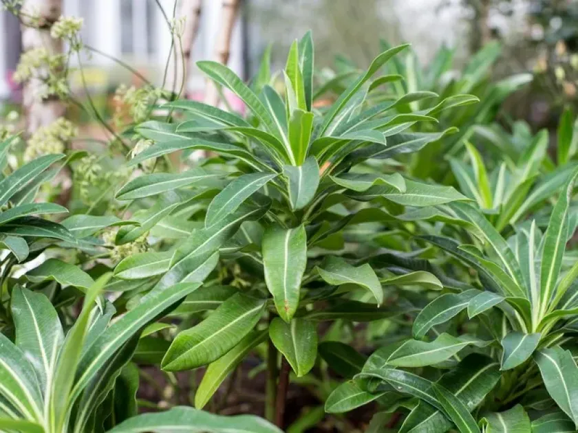 Himalayan Spurge