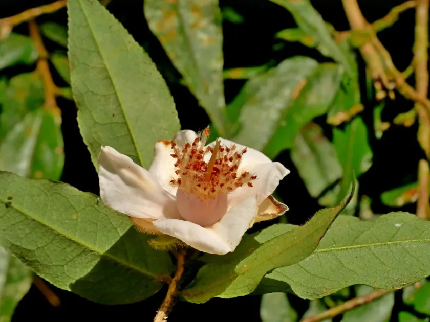 Willow-leaved camellia