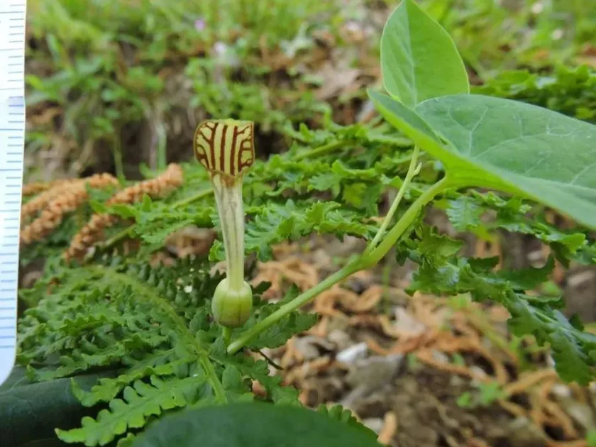 Aristolochia sicula
