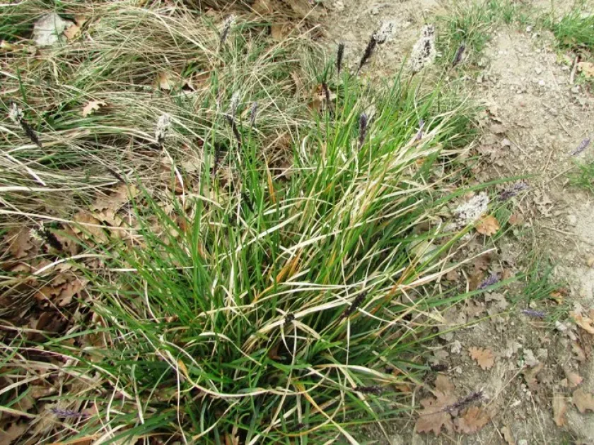 Italian moor grass