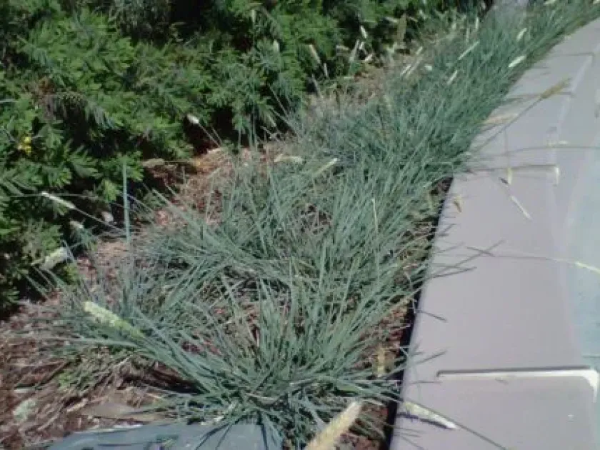 Sesleria nitida