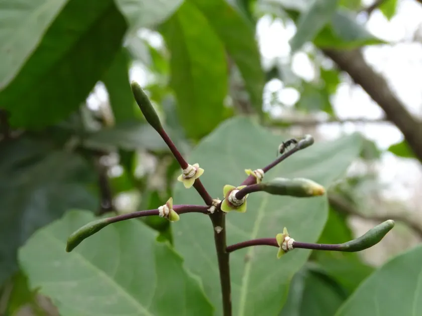 Morisonia frondosa