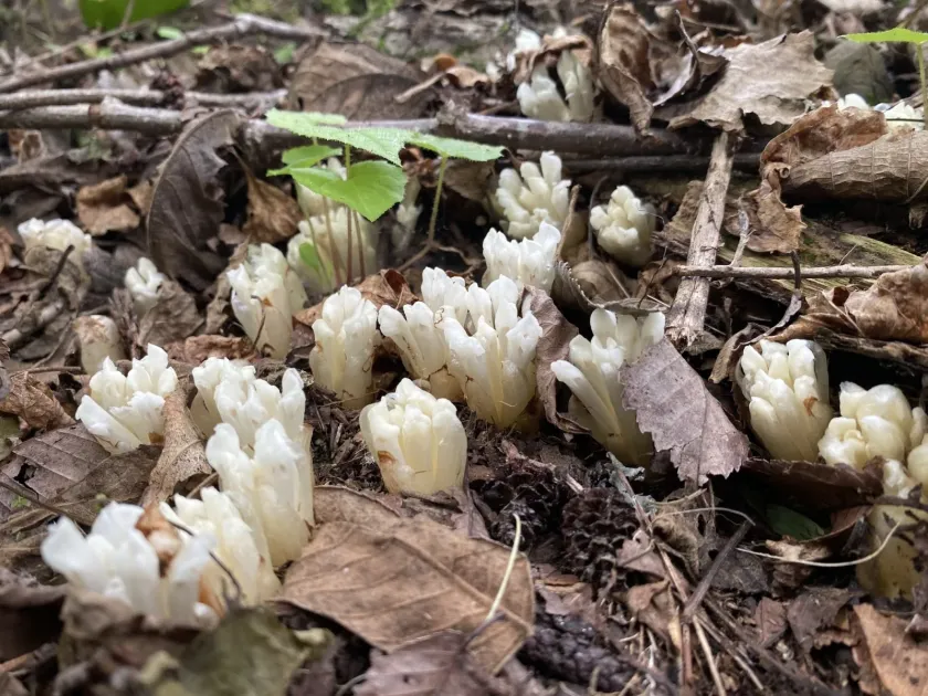 Phacellanthus tubiflorus