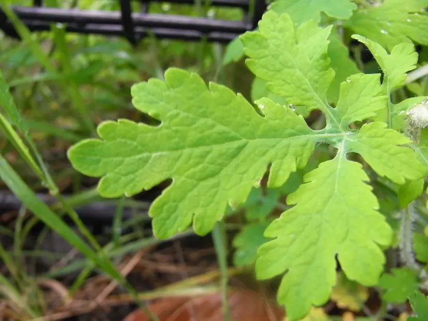 Asian celandine