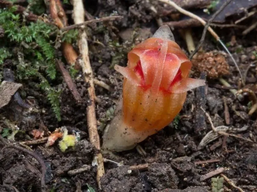 Thismia saulensis