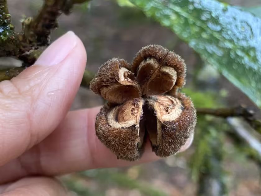 Sloanea dasycarpa