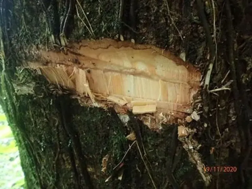 Scytopetalum klaineanum