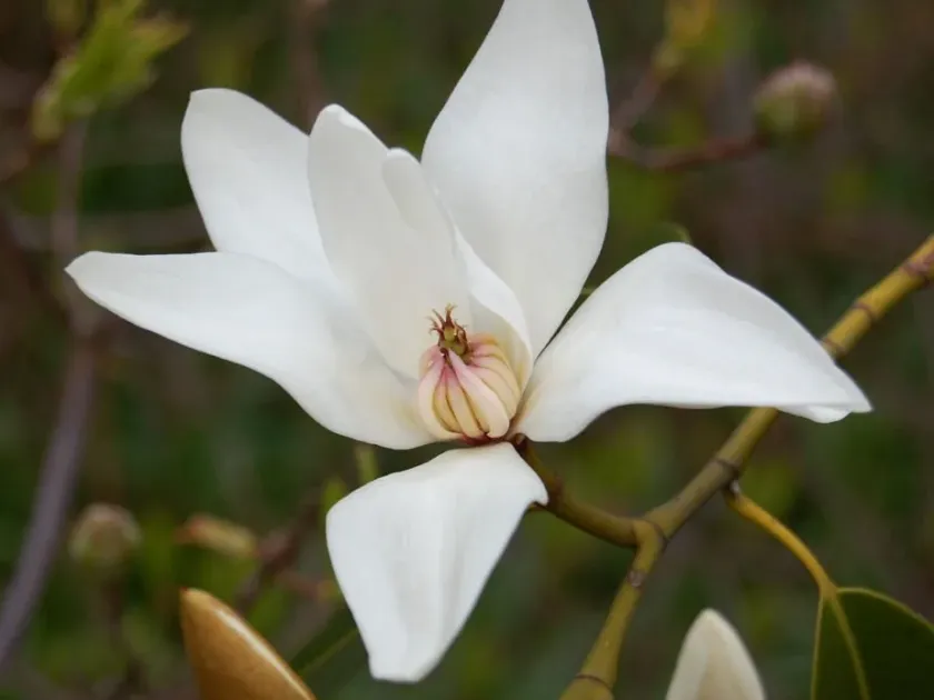 Magnolia cavaleriei