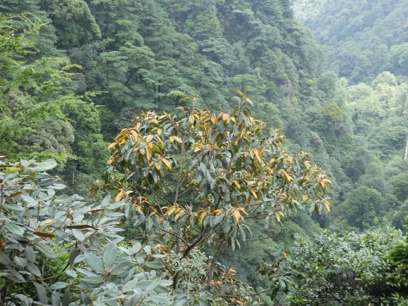 Magnolia foveolata
