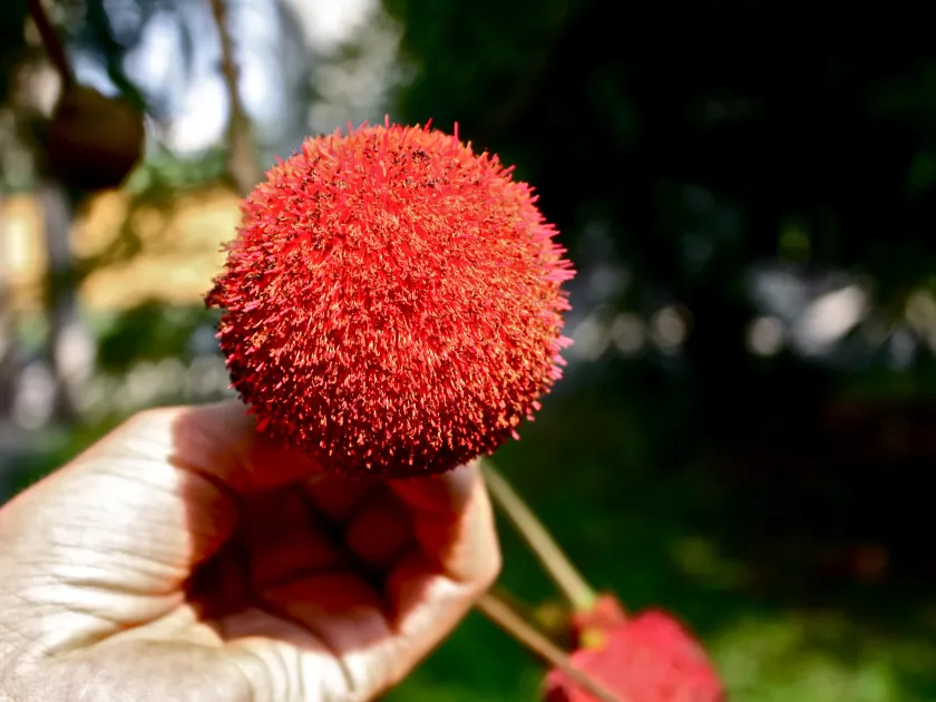 Parkia bicolor