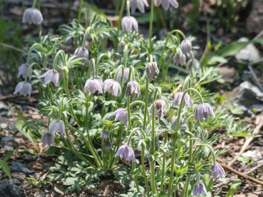 Pulsatilla dahurica