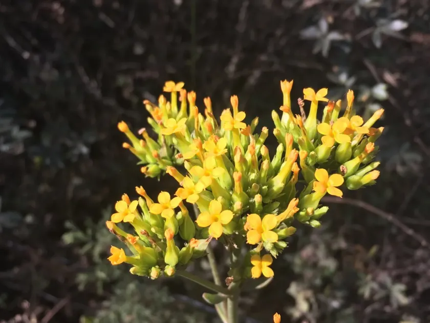 Crenate-leaf Kalanchoe