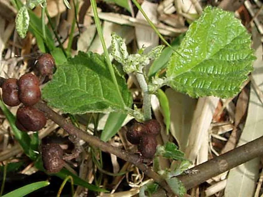 Grewia latifolia