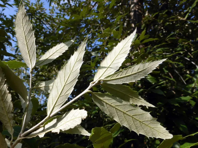 Oblong-leaf oak