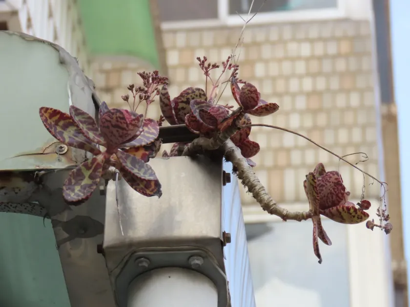 Каланхоэ гумилис