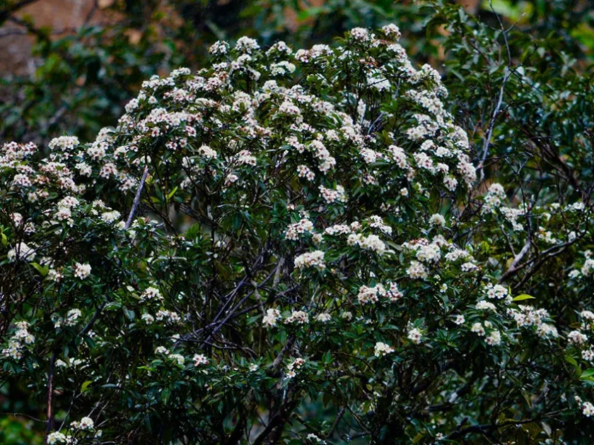 Sympetalandra densiflora