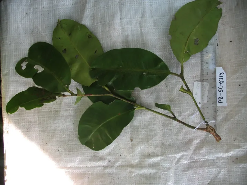 Syzygium buettnerianum