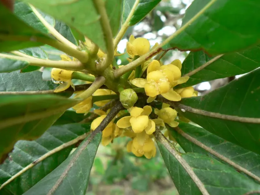 Uapaca guineensis
