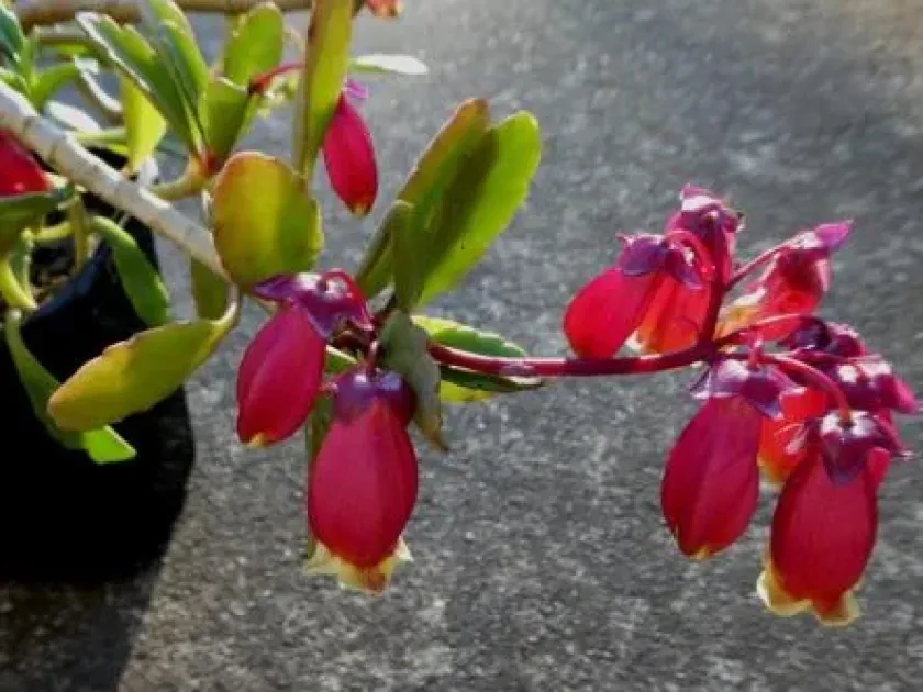 Kalanchoe hybrid