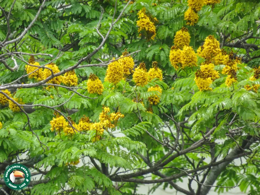 Cenostigma pluviosum