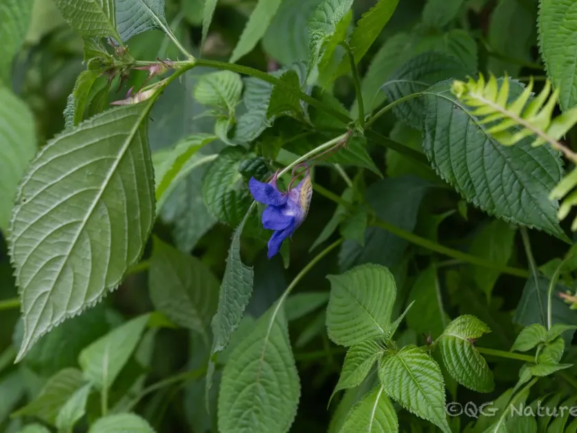 Impatiens arguta