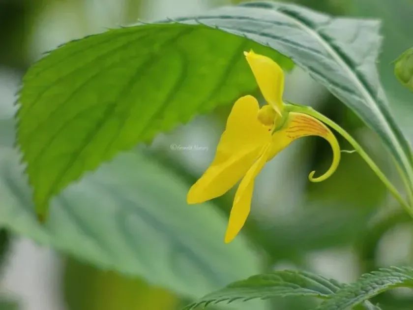 Impatiens falcifera