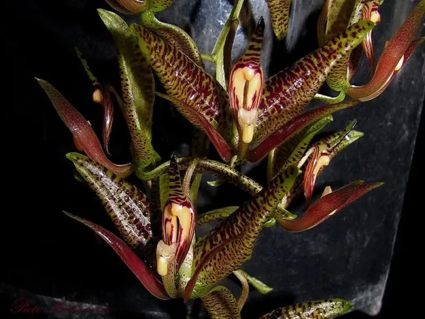 Cirrhaea dependens