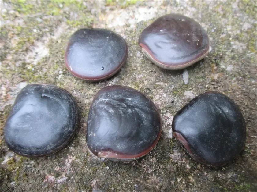 Dioclea hexandra