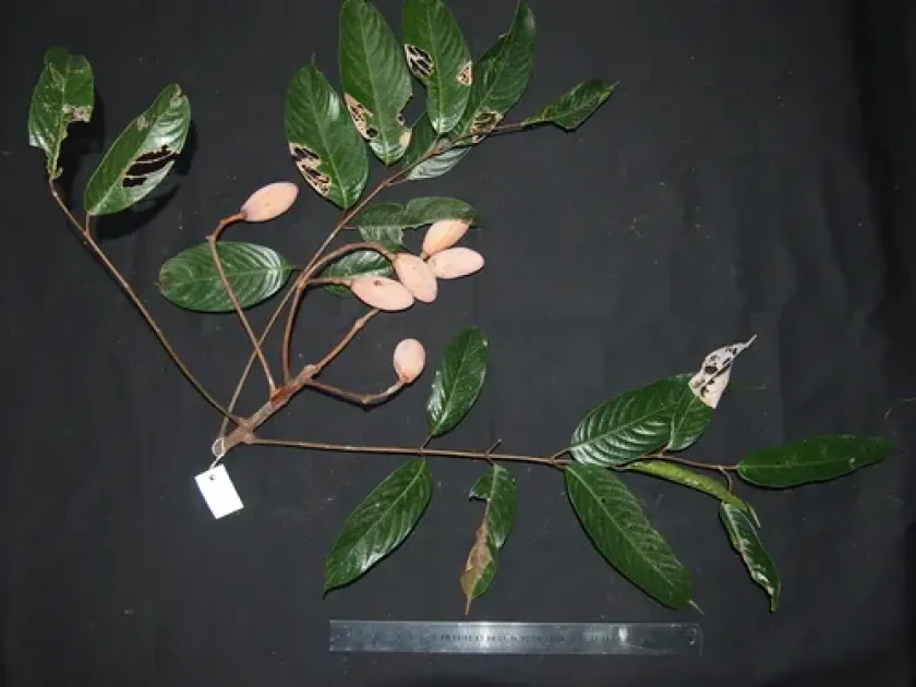 Dacryodes laxa
