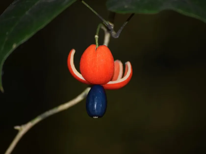 Erythropalum scandens