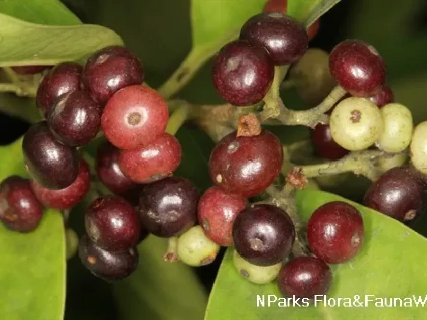 Ilex cymosa