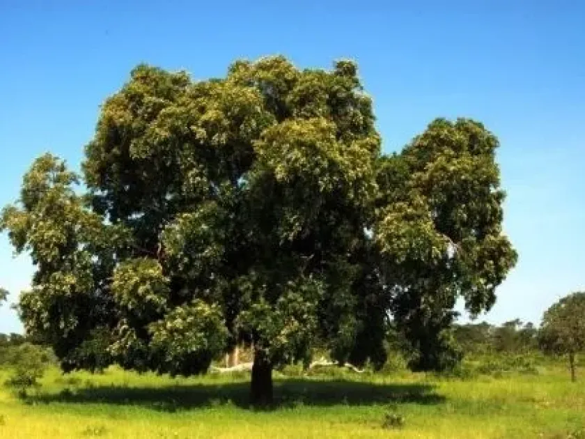 Guibourtia carrissoana