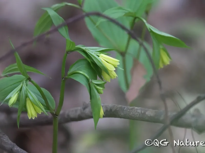 Disporum uniflorum