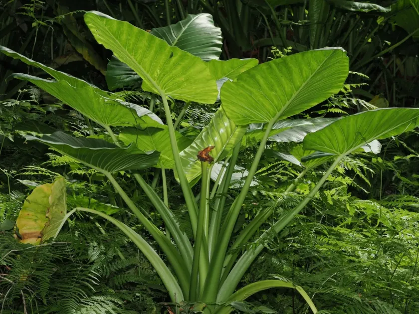 Alocasia brisbanensis x Alocasia odora